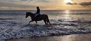 Concours Equestres Angers 