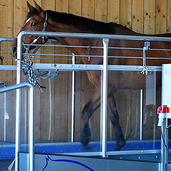 pension chevaux Angers box pré paddock et travail cheval